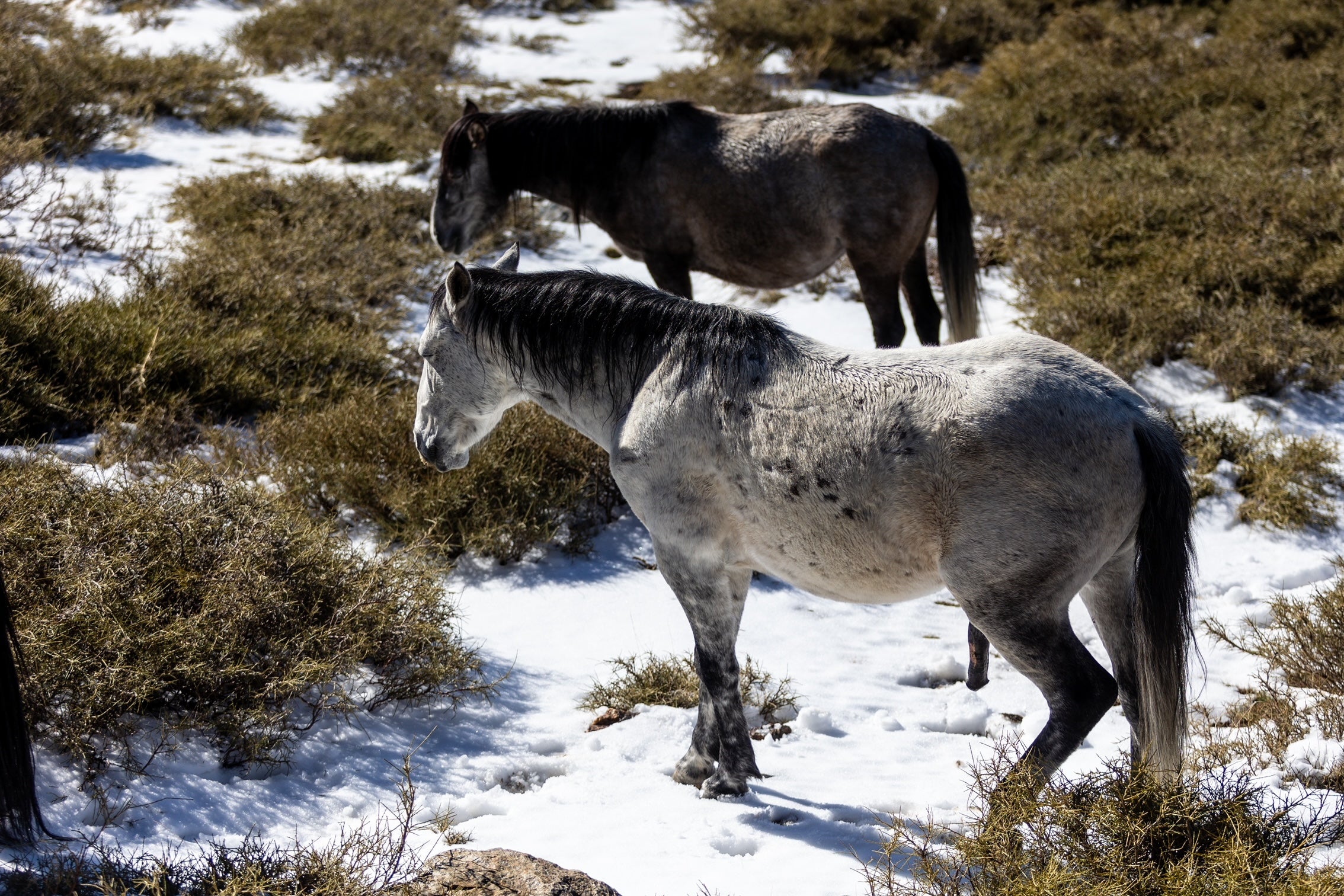 Las espectaculares imágenes de unos caballos en Sierra Nevada