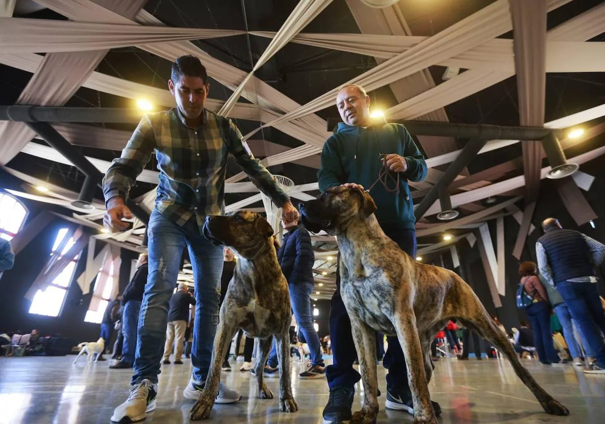 Parque de perros en el centro – LabIN Granada