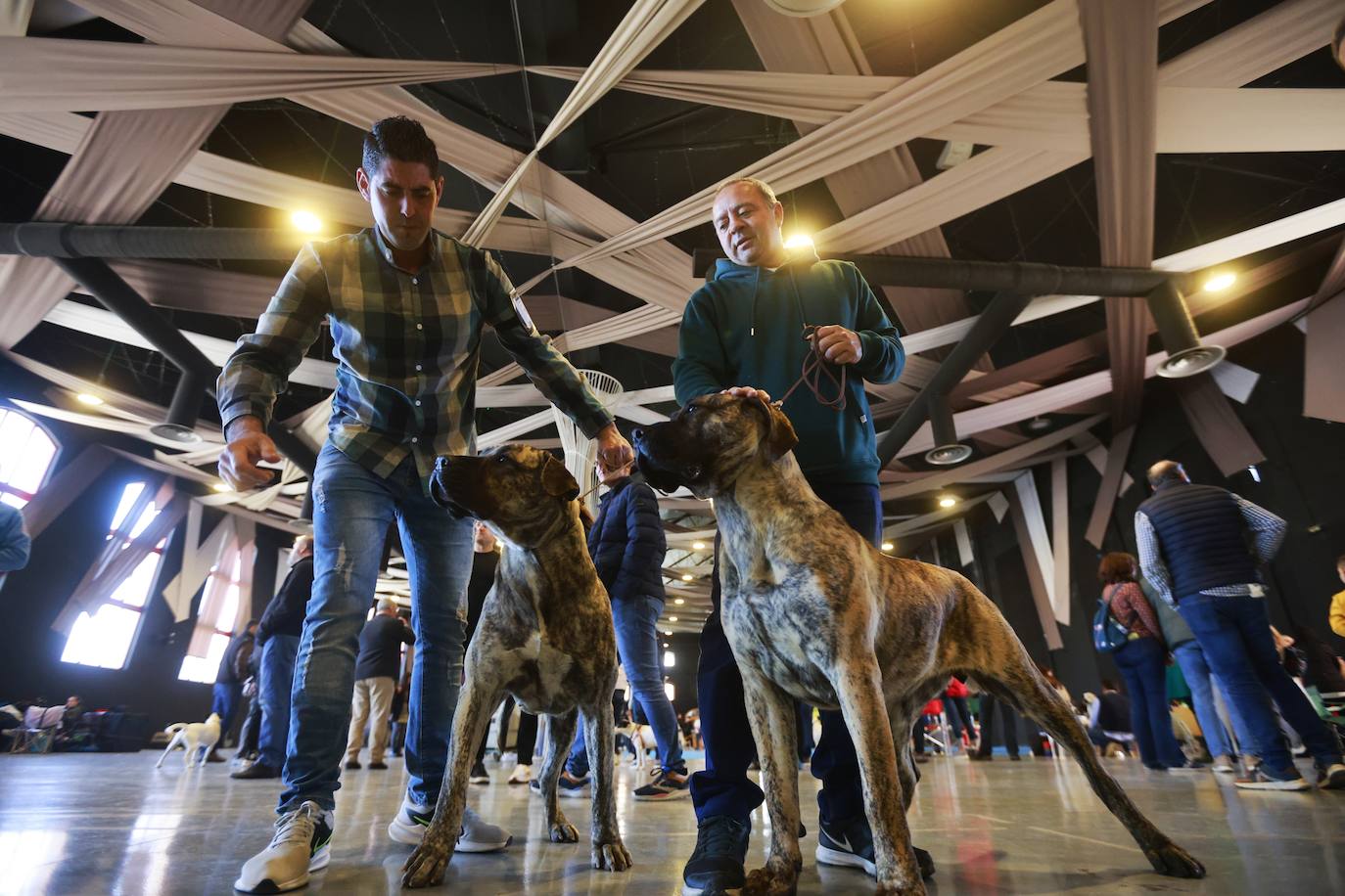 Las mejores fotos del concurso de la Exposición Internacional Canina en Armilla