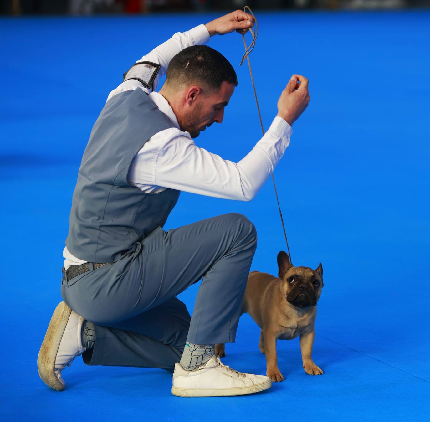 Las mejores fotos del concurso de la Exposición Internacional Canina en Armilla