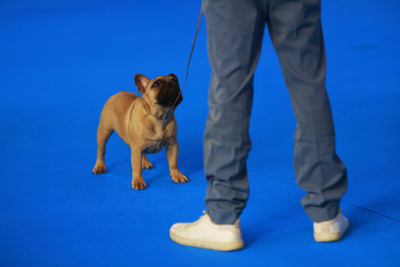 Las mejores fotos del concurso de la Exposición Internacional Canina en Armilla