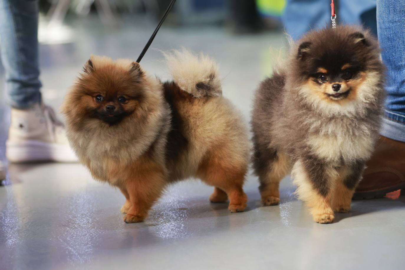 Las mejores fotos del concurso de la Exposición Internacional Canina en Armilla