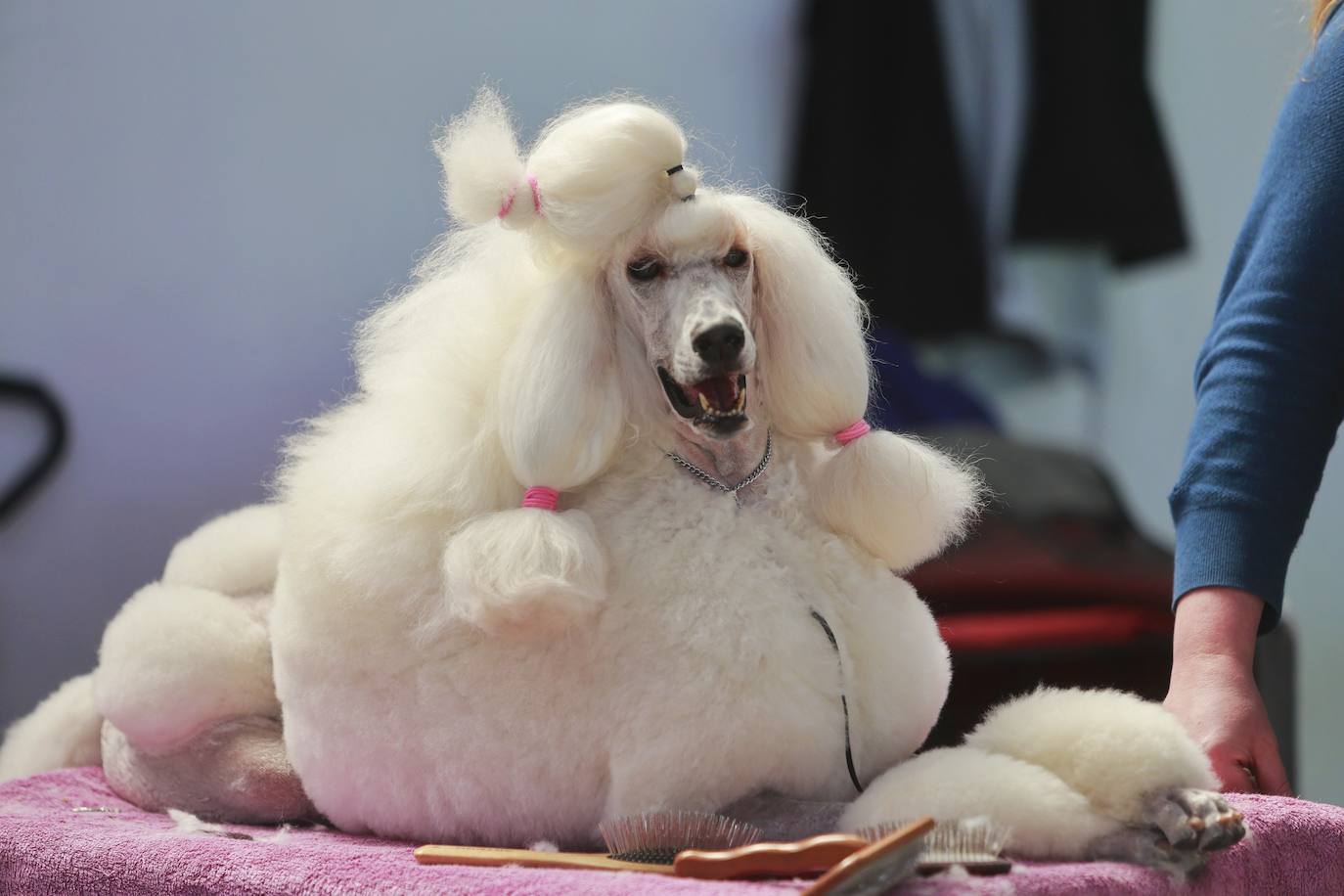 Las mejores fotos del concurso de la Exposición Internacional Canina en Armilla