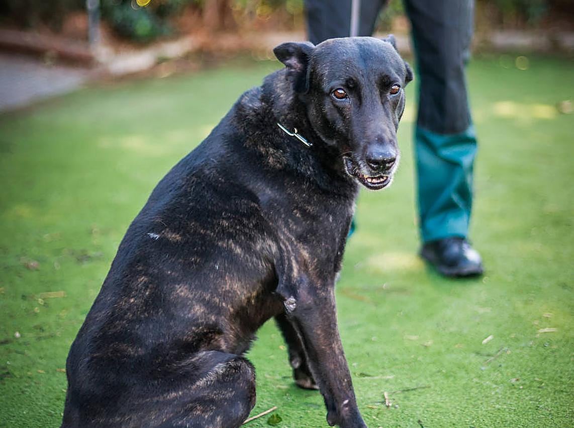 Imagen secundaria 1 - Juper y Francisco, su guía.