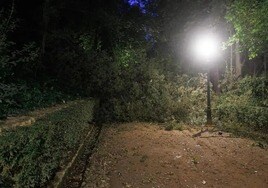 Imagen de archivo de un árbol desplomado en el bosque de la Alhambra a causa del viento.