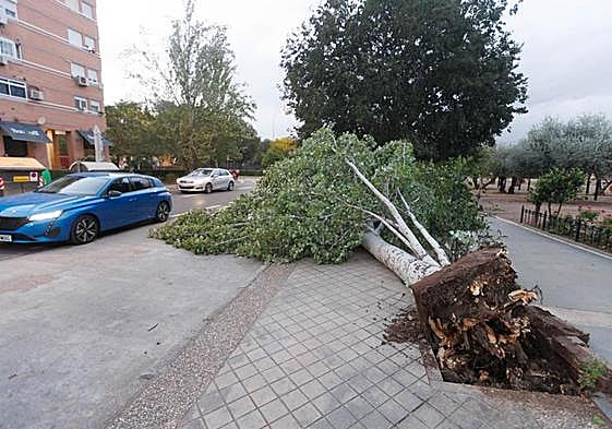 Secuelas de uno de los últimos temporales de viento en Granada