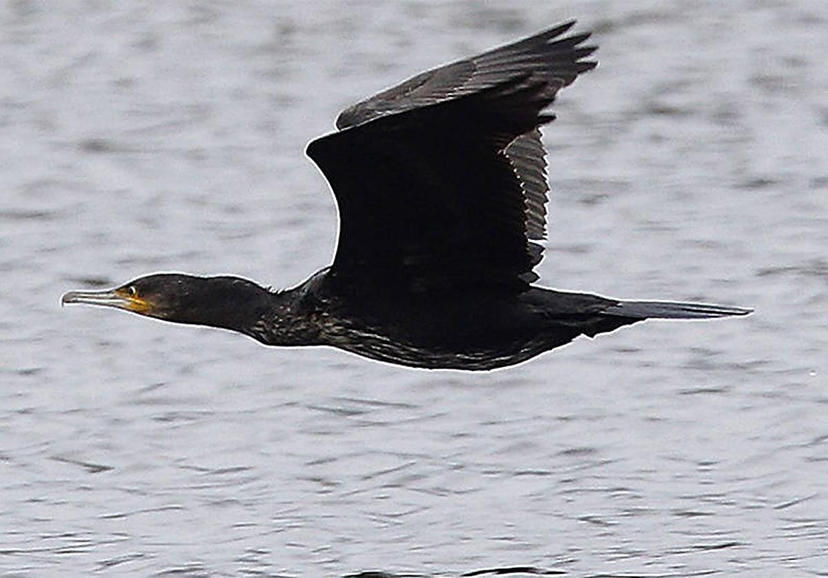 Ejemplar de Cormorán moñudo.