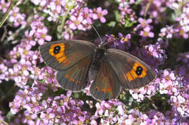 Erebia de Sierra Nevada en un lecho de florecillas. Un maravilloso cóctel de colores.