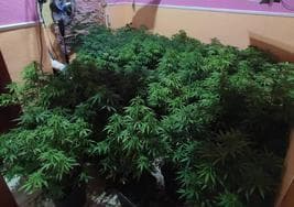 Plantas localizadas por los agentes.