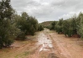 Las lluvias de febrero traen «alivio» al olivar de Jaén
