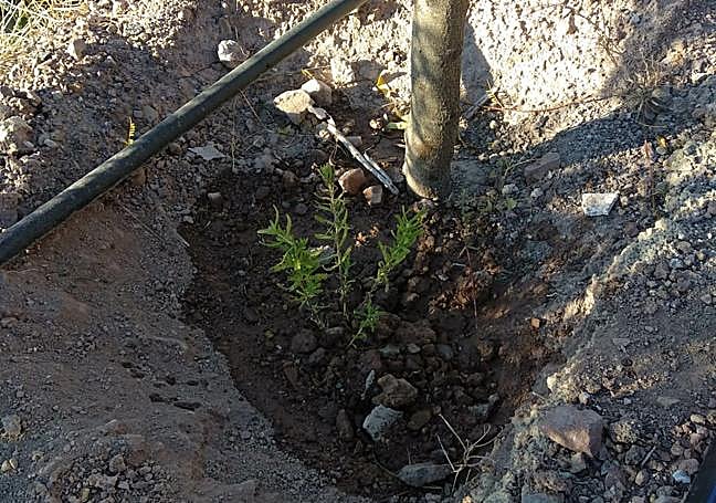 Uno de los árboles plantados en otra ocasión por la zona.