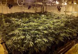 Plantación de marihuana 'indoor'.