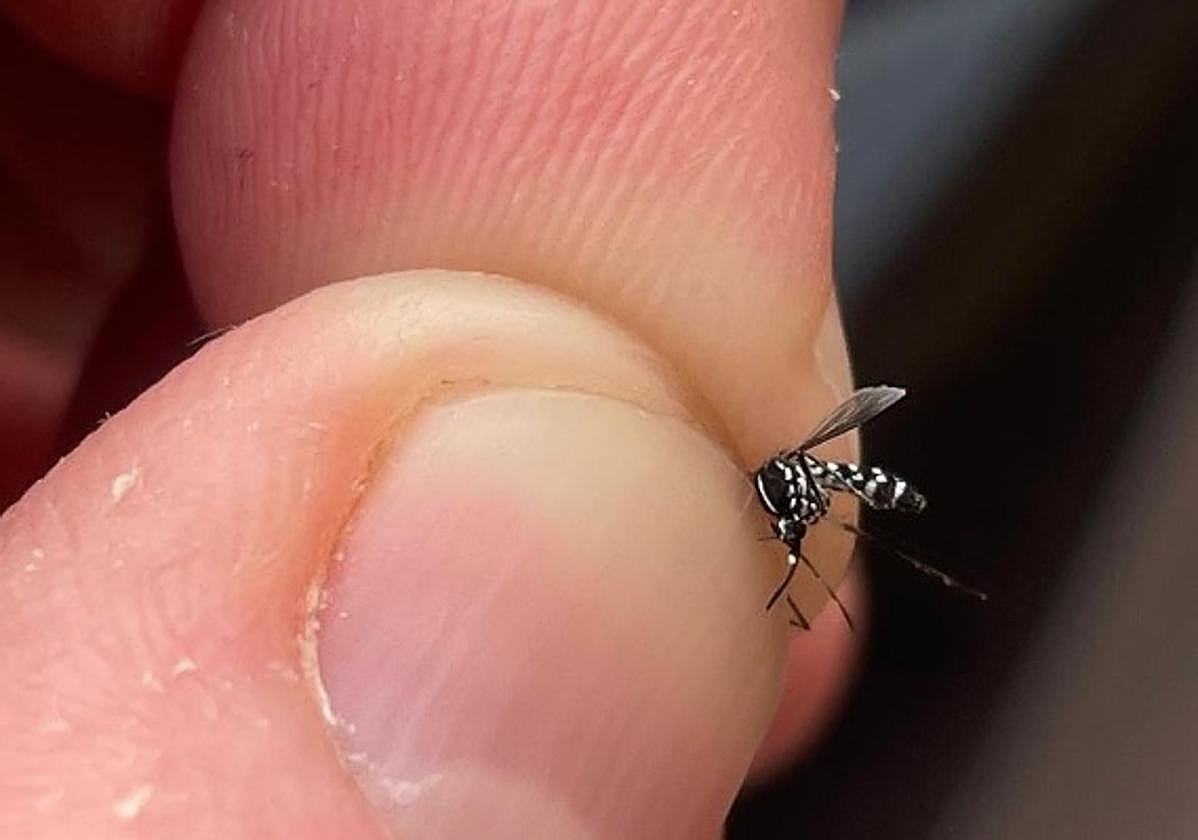 Confirman la presencia de mosquitos tigre en Granada gran parte del año.