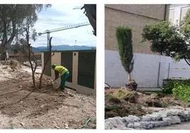 Trasplante de un naranjo y de un ciprés del parque de La Alameda.