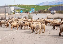 El rebaño de ovejas, esta semana, en una de las calles de Marchalhendín.