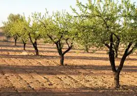 Agrocolor anuncia la apertura a exportación de almendra y uva a China