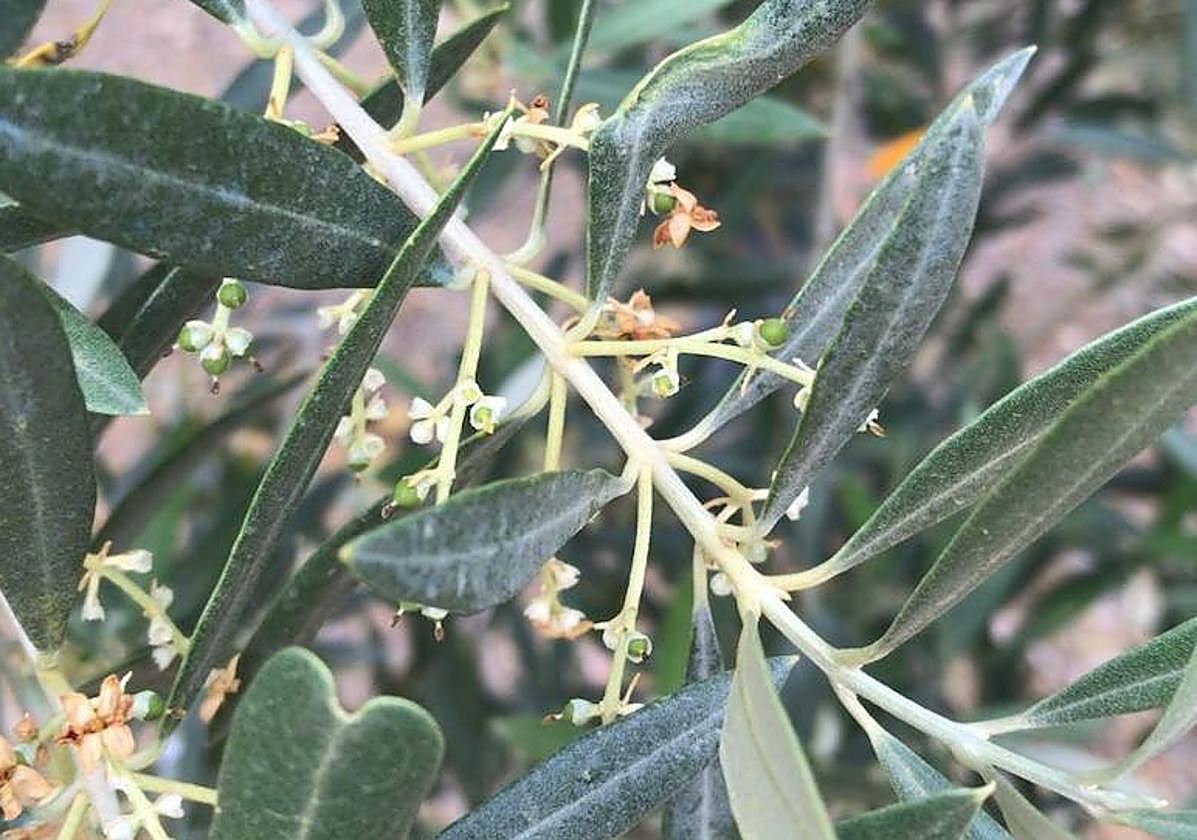 Olivar del término municipal de Fuerte del Rey.