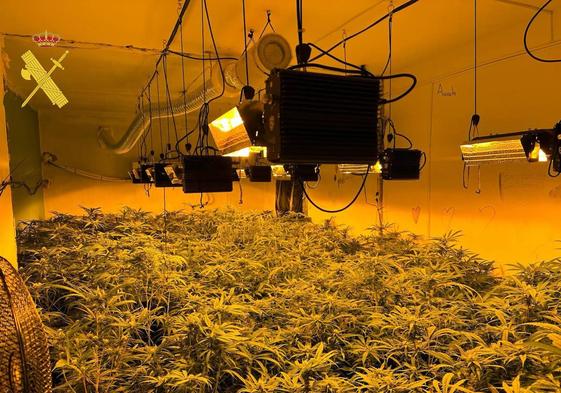 Plantación de marihuana localizada en Benizalón por la Guardia Civil.