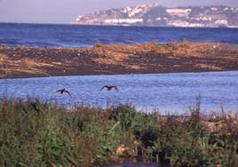 Aves en los humedales de la desembocadura del río Guadalfeo.