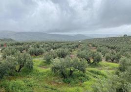 Vista de un olivar de Sierra Mágina durante las últimas lluvias de marzo.