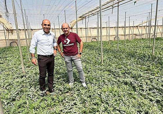 Almería registra esta campaña 10.420 hectáreas de sandía