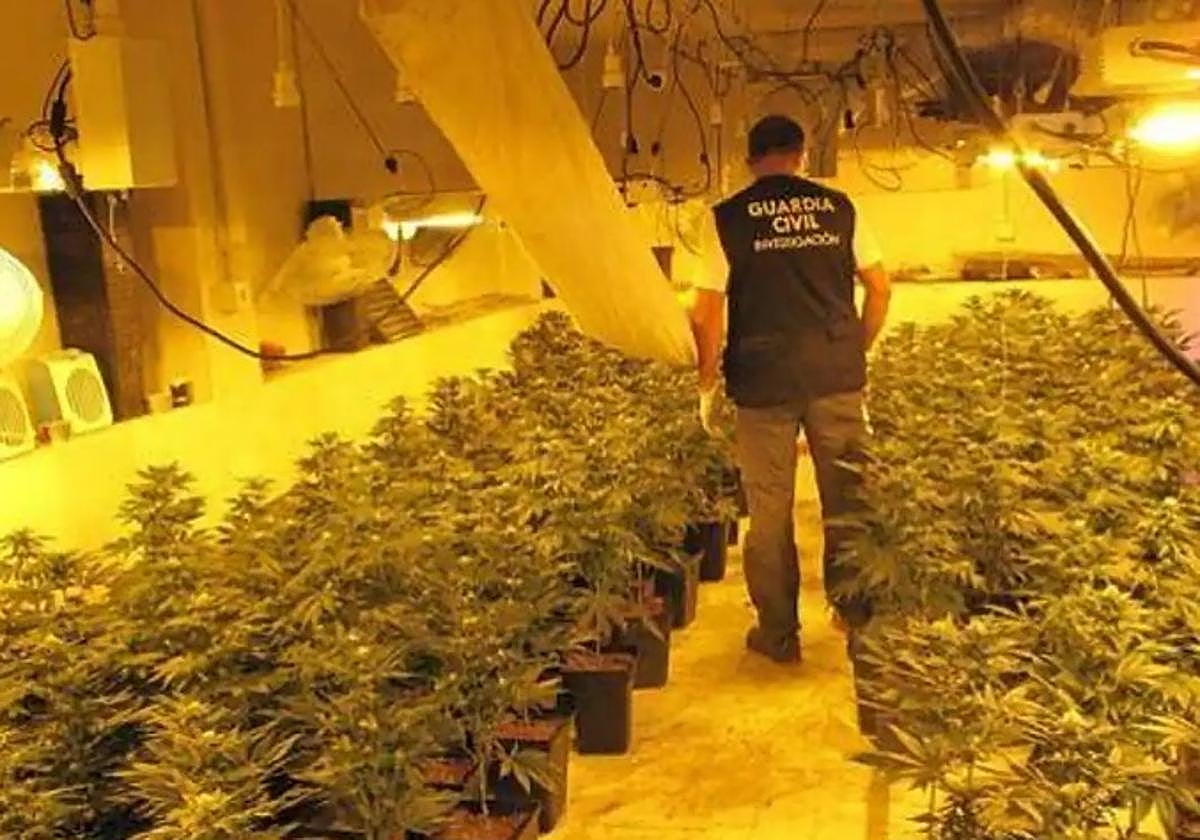 Plantación de marihuana en Santa Fe.