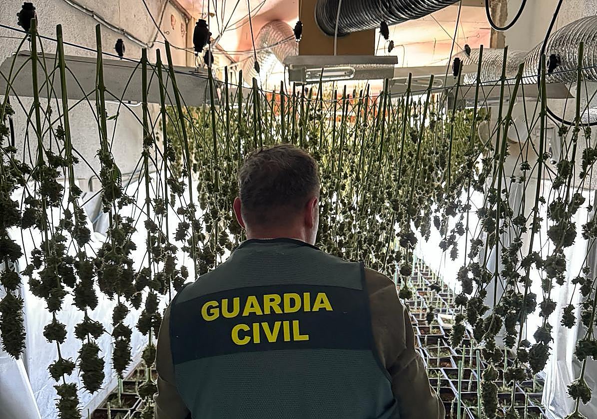 Una de las plantaciones descubiertas.