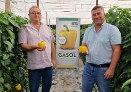 Gasol, el nuevo california amarillo de Semillas Fitó que aporta producción y resistencia a oídio