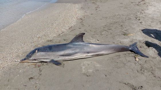 El cadáver del delfín en la Playa de El Zapillo.
