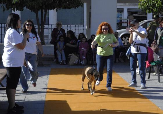 Órgiva acoge una pasarela canina para promocionar los animales en adopción