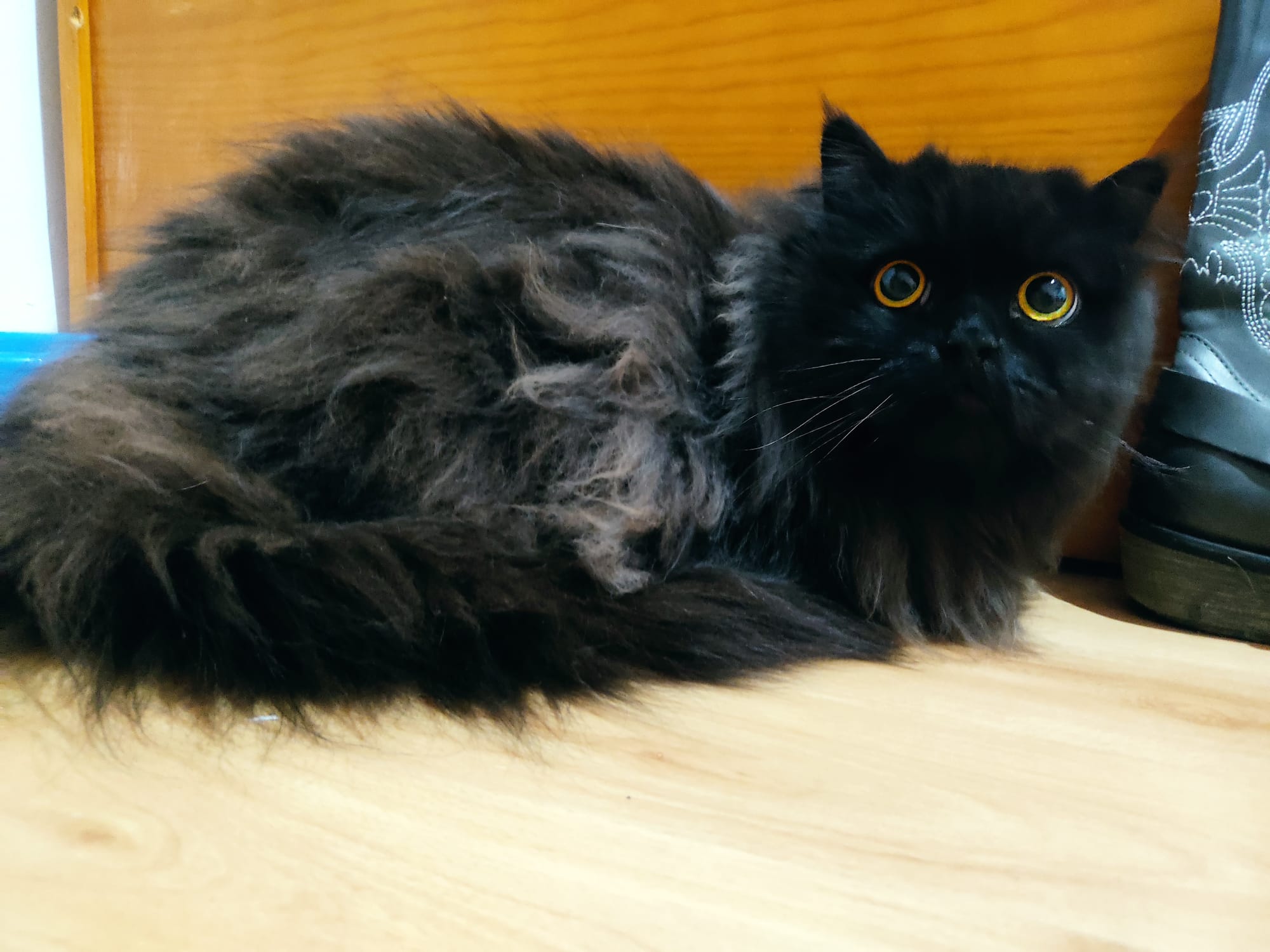 El gato encontrado en La Rambla.