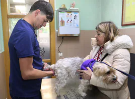 Cómo obtener la ayuda del Gobierno para no pagar el veterinario por tu mascota