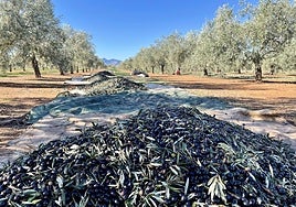 Olivar jienense en la pasada campaña de aceituna.