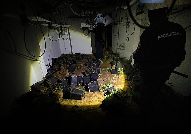 Restos de las plantas cortadas por los agentes de la Policía Nacional.