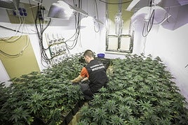 Una plantación de marihuana, intervenida en Santa Fe.