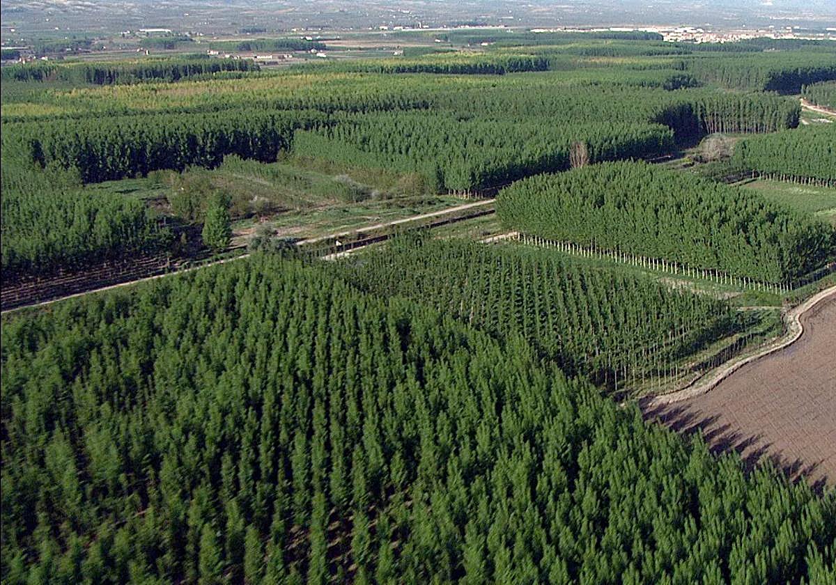 Choperas en la cuenca del Genil.