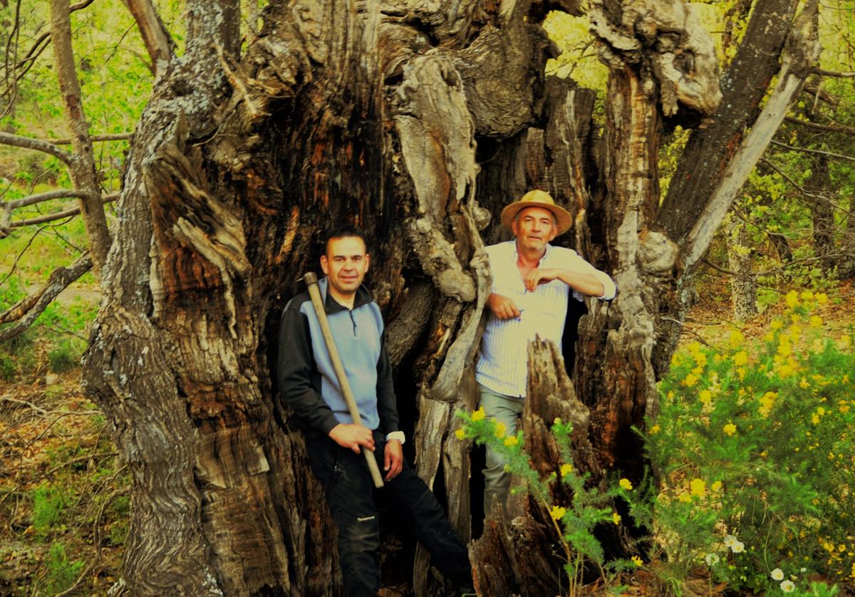 El alcalde de Pçortugos, José Javier Vázquez, junto al teniente de alcalde, Luis Antonio Martín, en el castaño centenario.