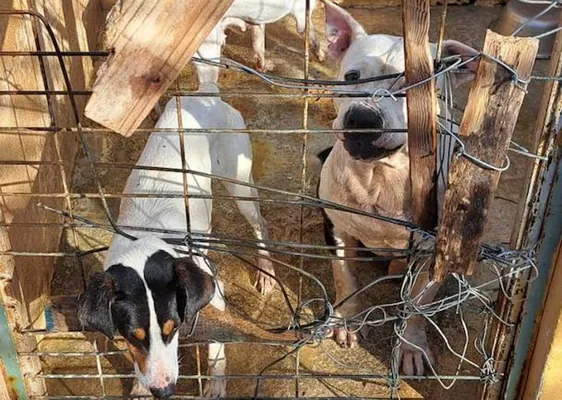 Nueva denuncia sobre la situaciónde los animales en la perrera de Motril