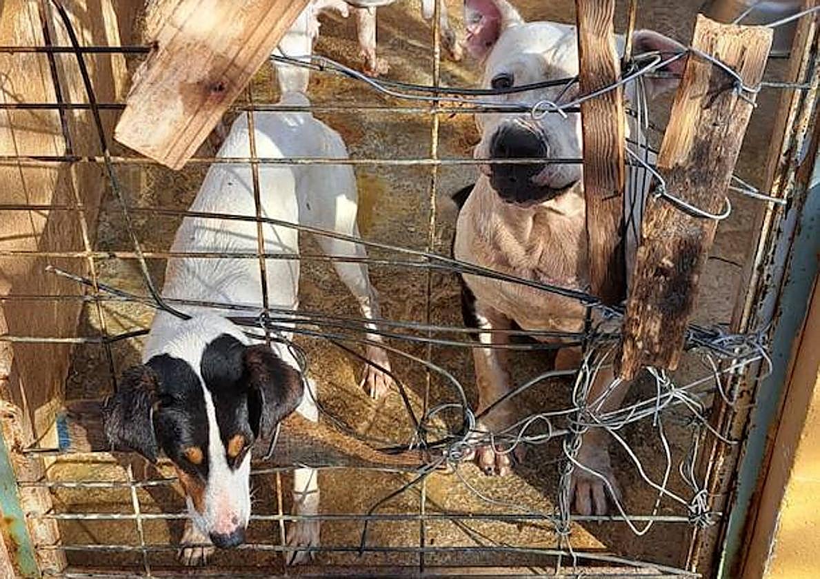 Nueva denuncia sobre la situación de los animales en la perrera de Motril