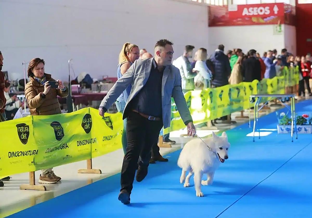 Imagen de una exhibición canina.