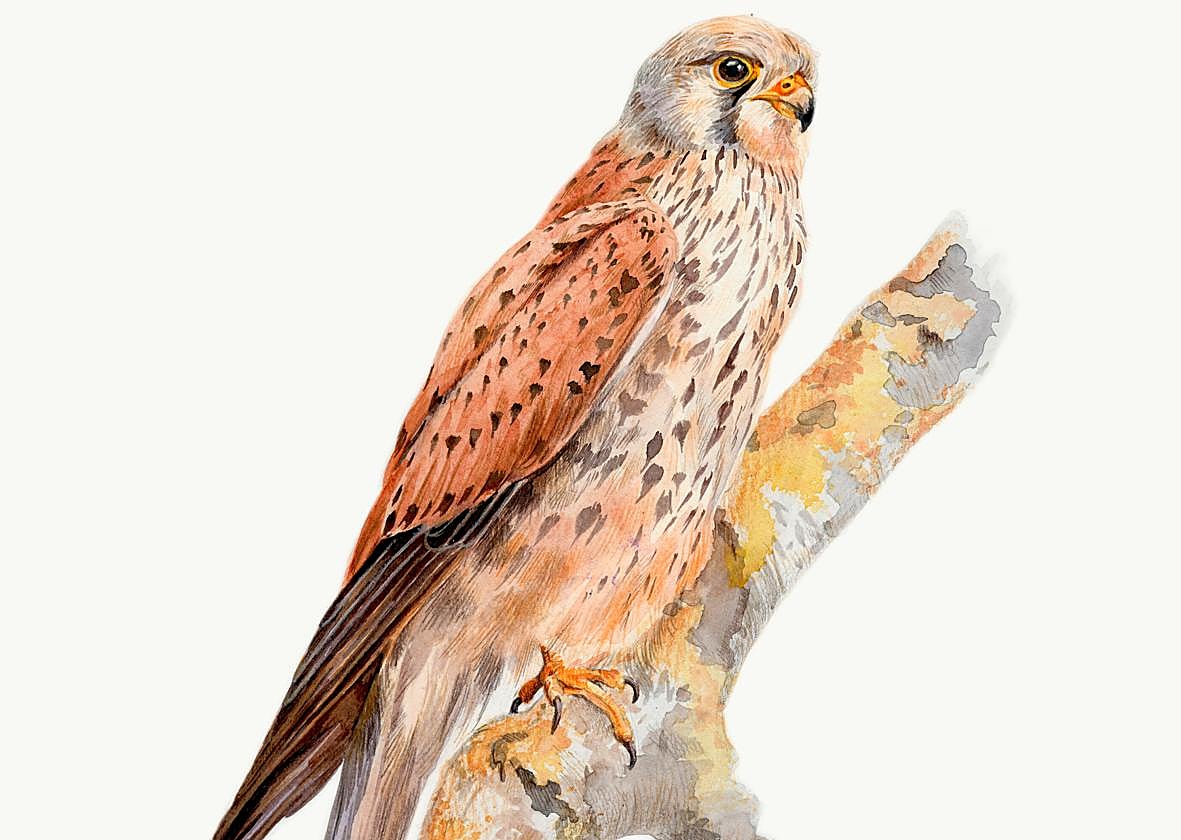 Ilustración de un ave autóctona.