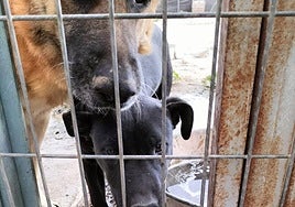 La gestora de la perrera de Motril asegura que los animales se encuentran en buen estado