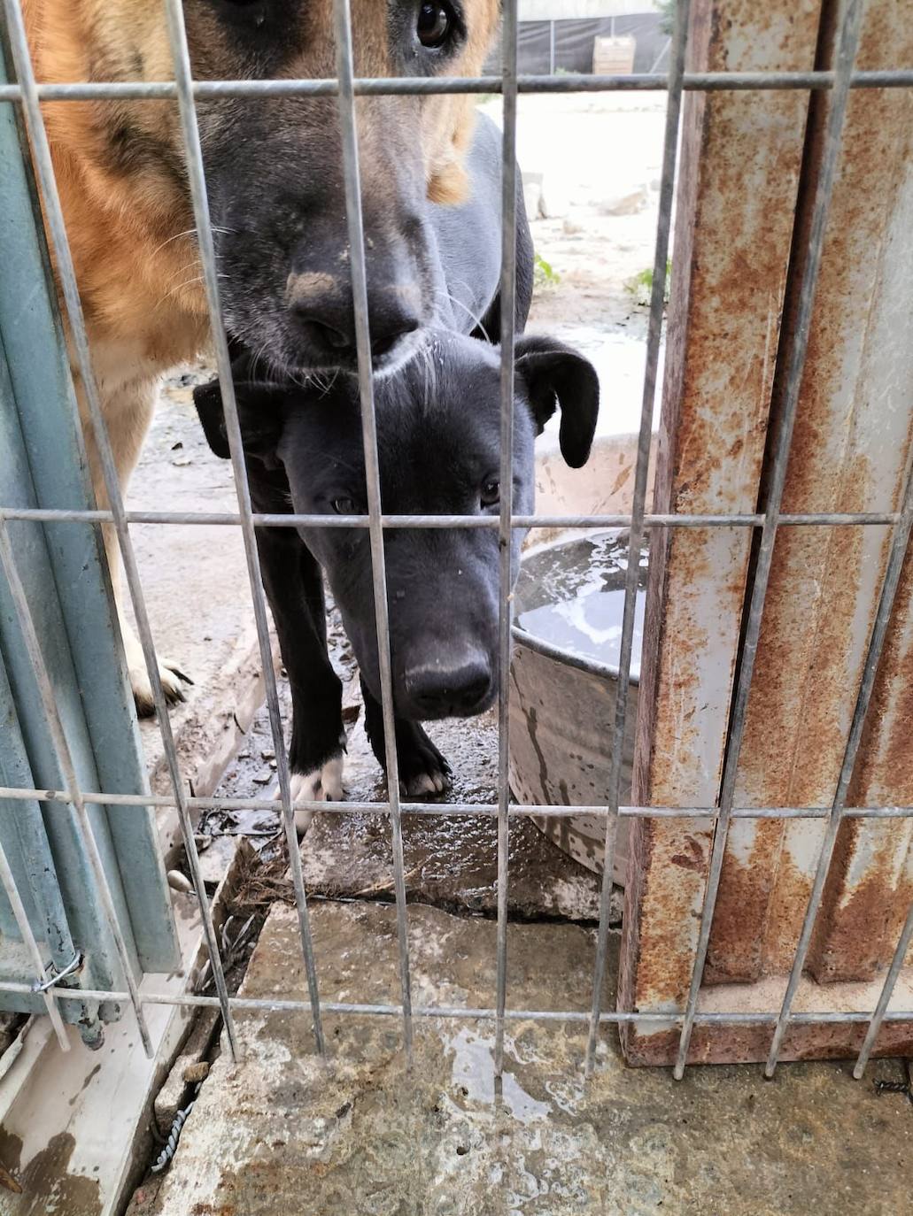 La gestora de la perrera de Motril asegura que los animales se encuentran en buen estado