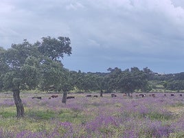 Finca con ganadería de reses bravas en una dehesa de la sierra en la provincia de Sevilla.