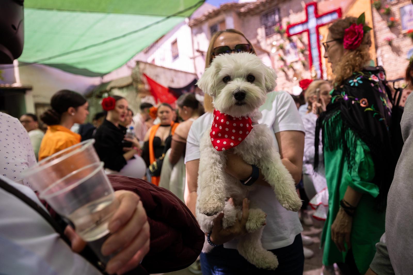 Las imágenes del ambiente de la fiesta en Granada