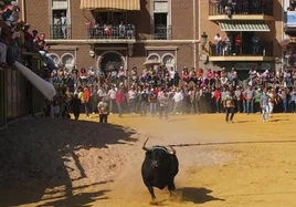 Toro 'ensogao' en el recinto habilitado en Beas de Segura con motivo de las fiestas de San Marcos.