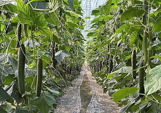 Andalucía comienza la tramitación del anteproyecto de ley para la promoción de la producción ecológica