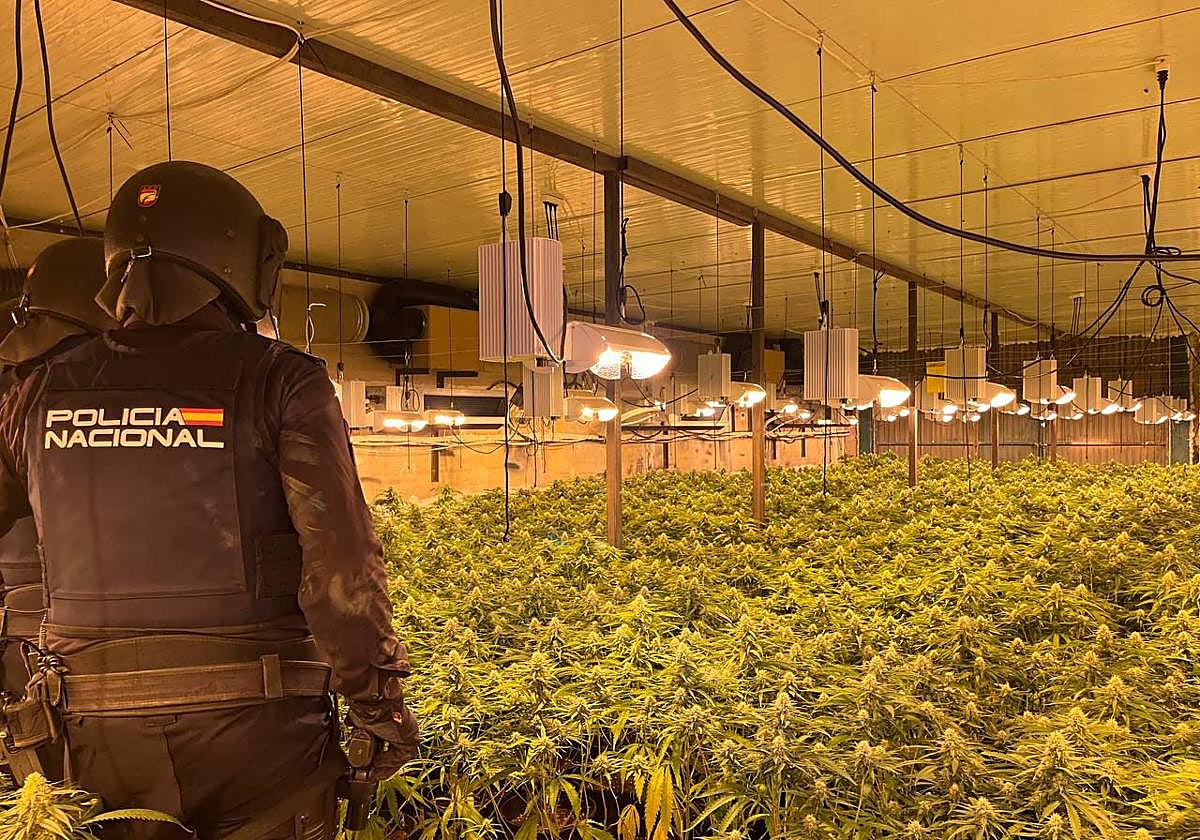 Marihuana intervenida en Viator.