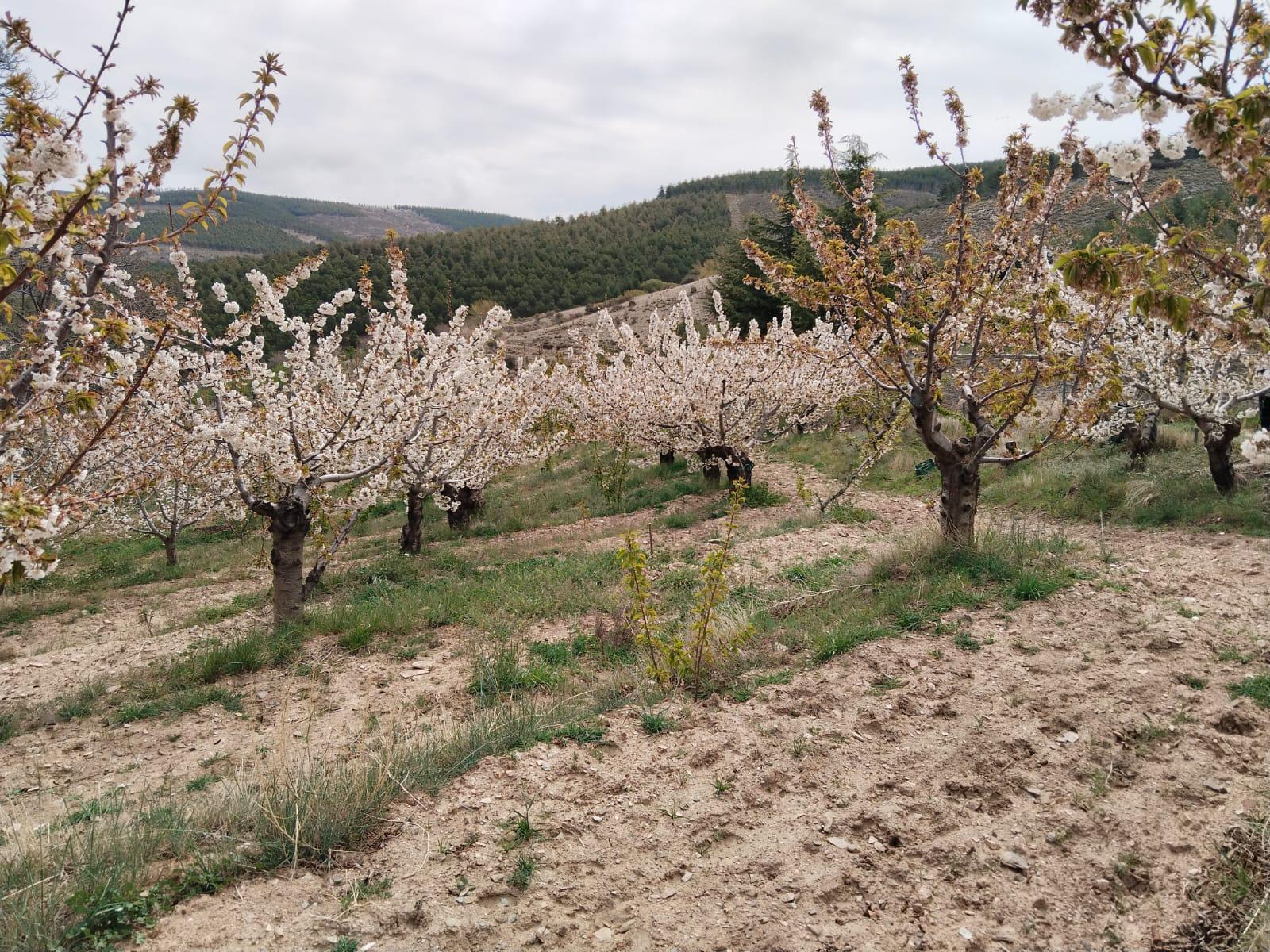 La ruta de los cerezos de Velefique, magia en Los Filabres