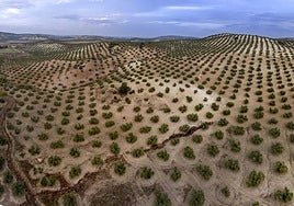 Panorámica de una paisaje olivarero de la provincia de Jaén, en una imagen de archivo.